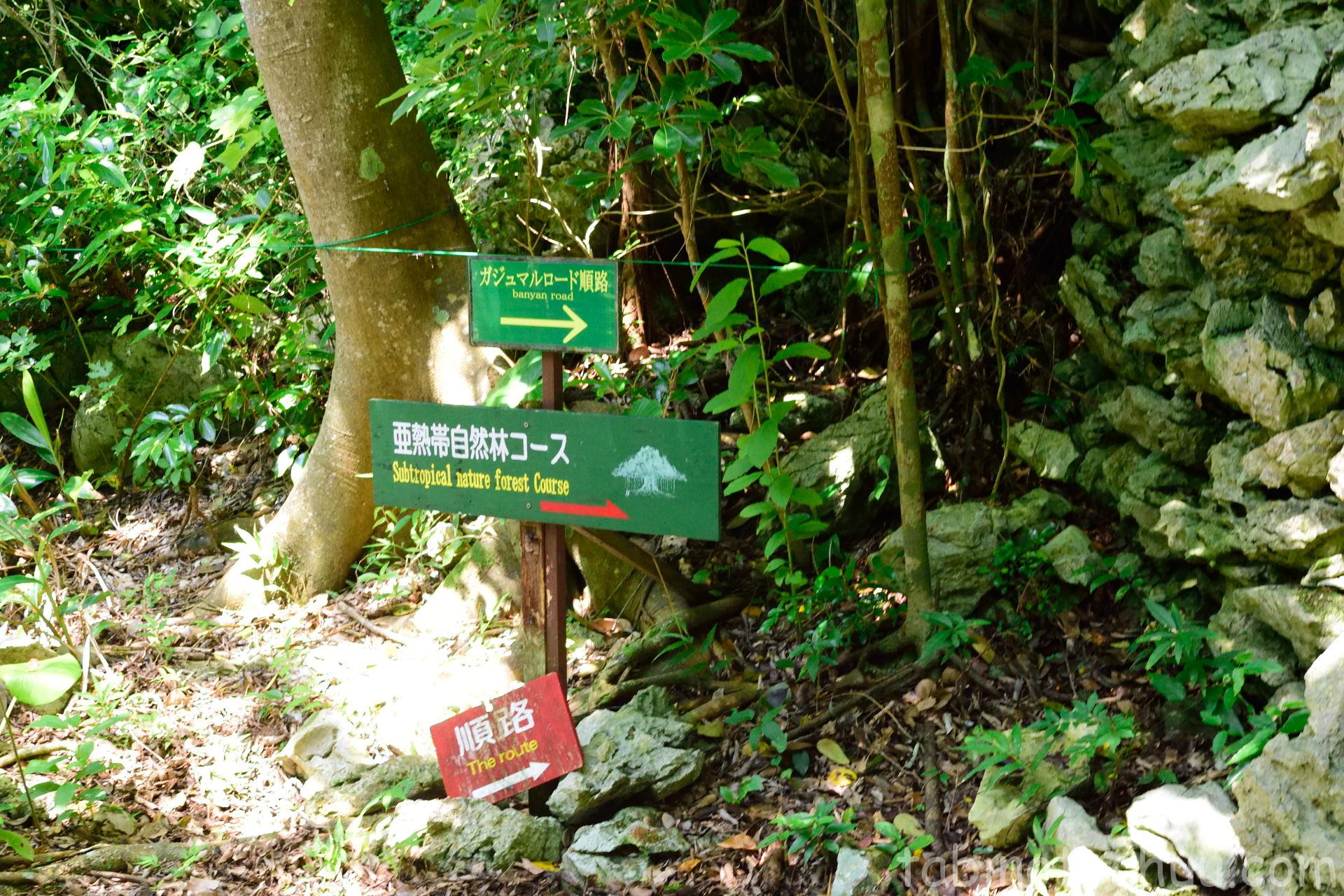 大石林山　亜熱帯自然林コース